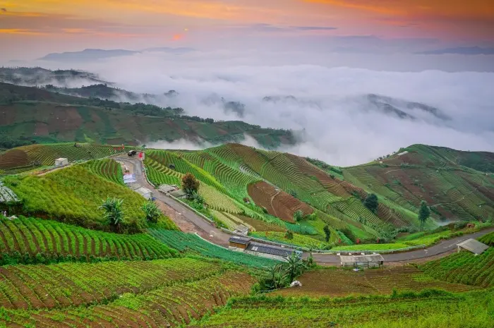 Terasering Panyaweuyan, Pesona Alam Eksotis Nan Hijau di Majalengka
